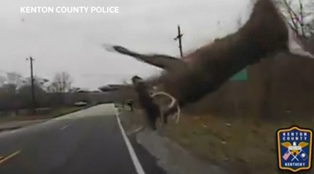 Kentucky Watch shocking moment a deer crashes into a police car and