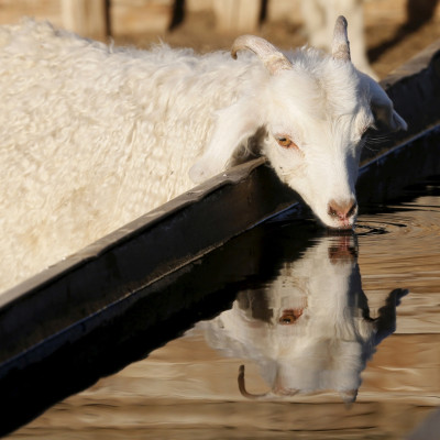 Goat, Cheder Lake