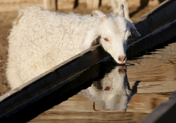 Goat, Cheder Lake