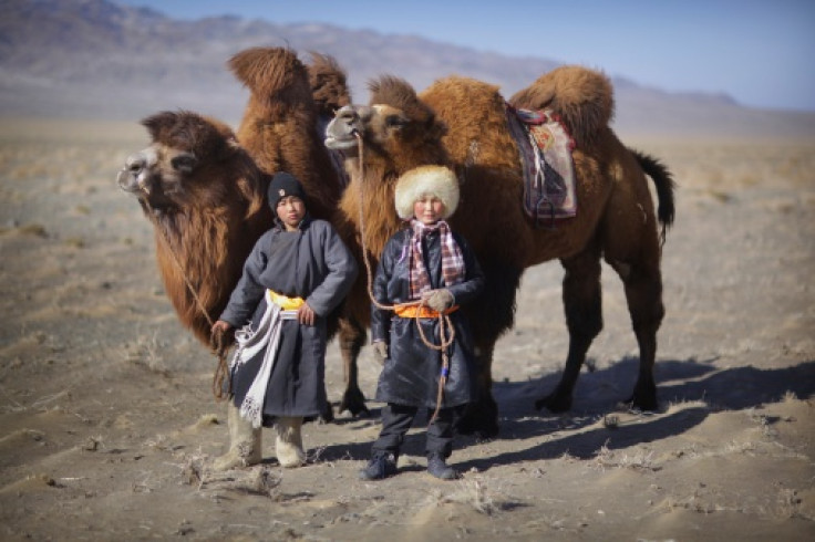 Camel coaxing Mongolia