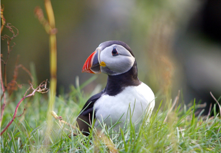 puffin