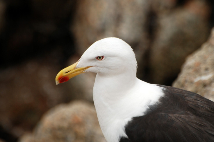 kelp gull