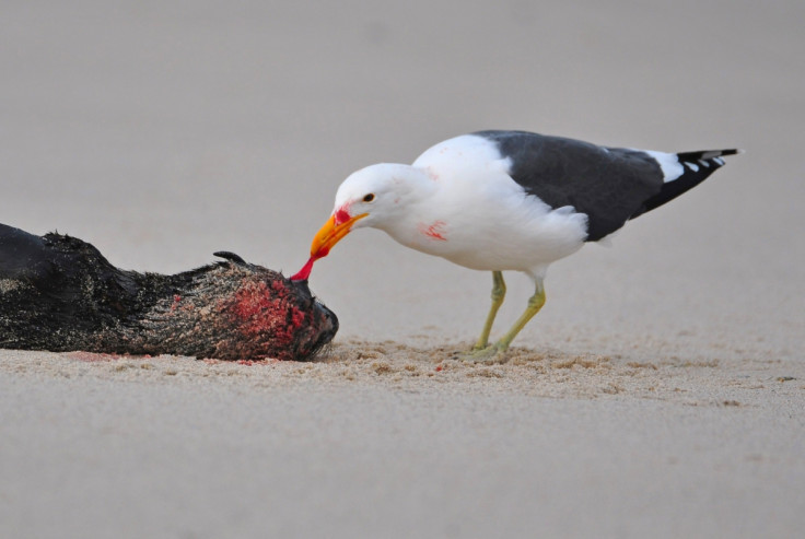 kelp gull