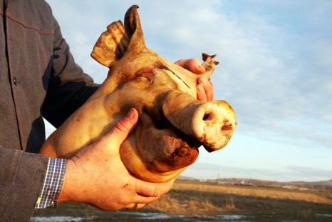 Man holding a pig head
