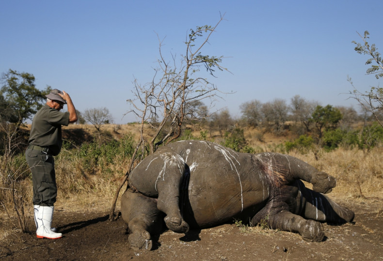 dead rhino in Kruger Park