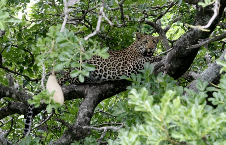 leopard in tree at Kruger