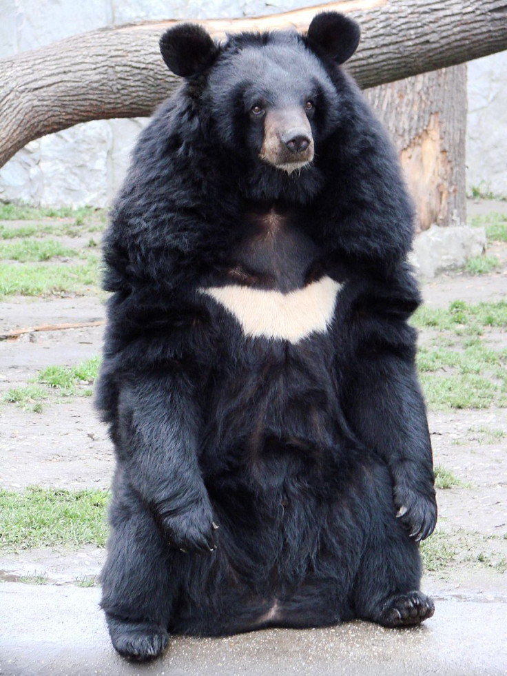 Himalayan black bear