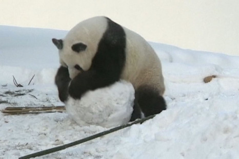 Cute pandas enjoy the snow