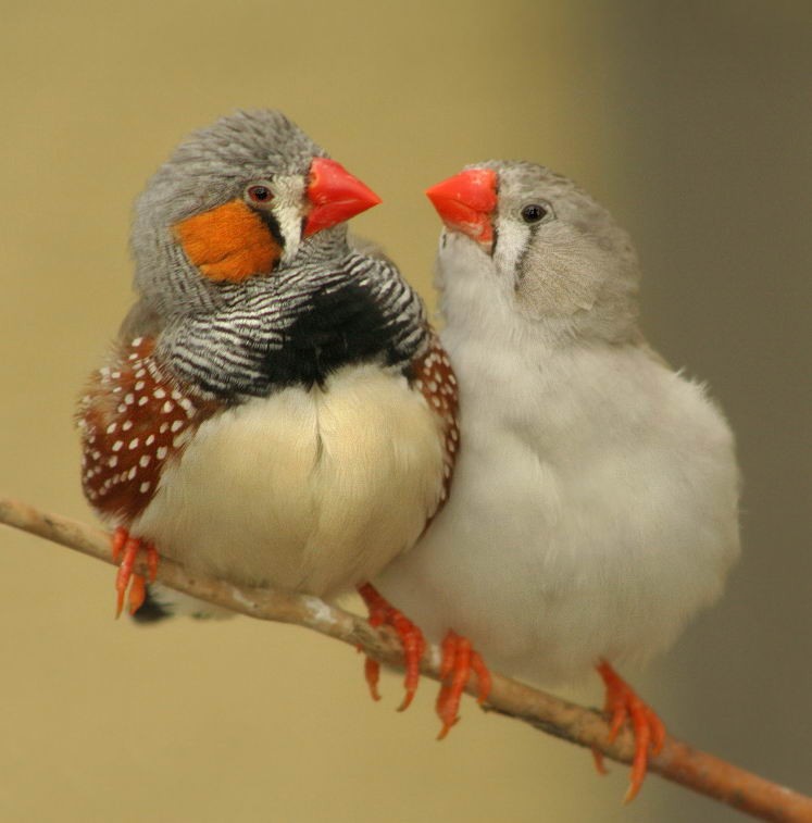 zebra and society finches together