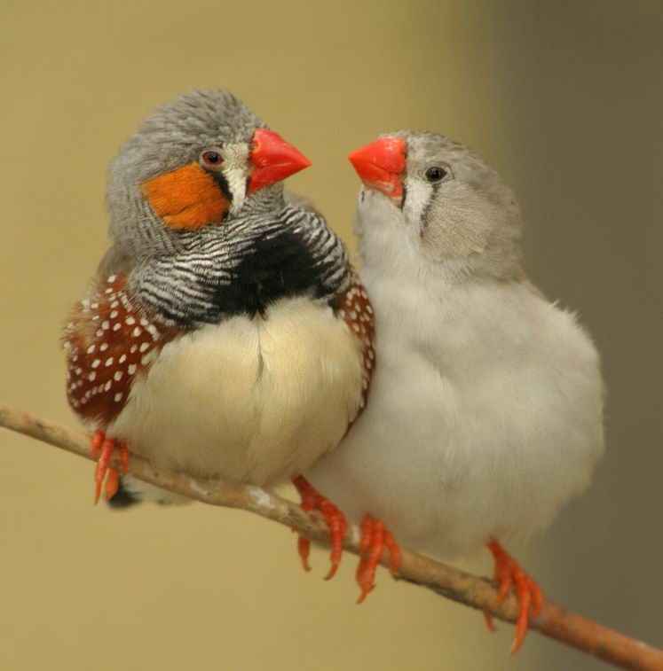 zebra finch and society finch together