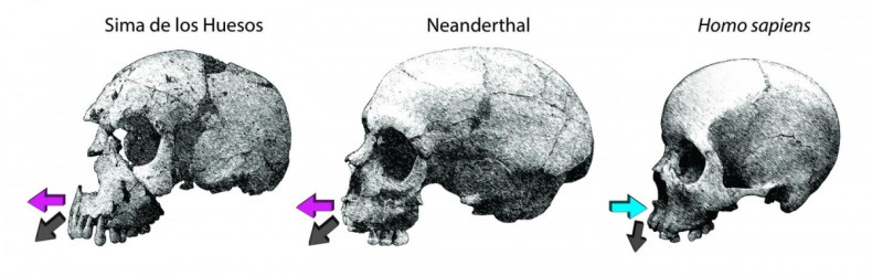 Projected jawbone in neanderthal