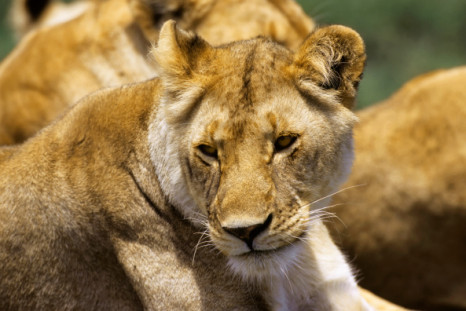 Lions poisoned in Kenya