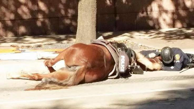 Photo of dying police horse