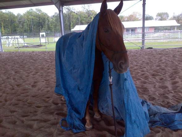Patrol horse Charlotte
