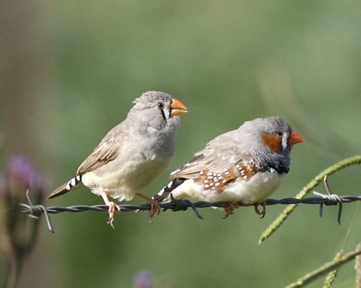 Zebra Finches