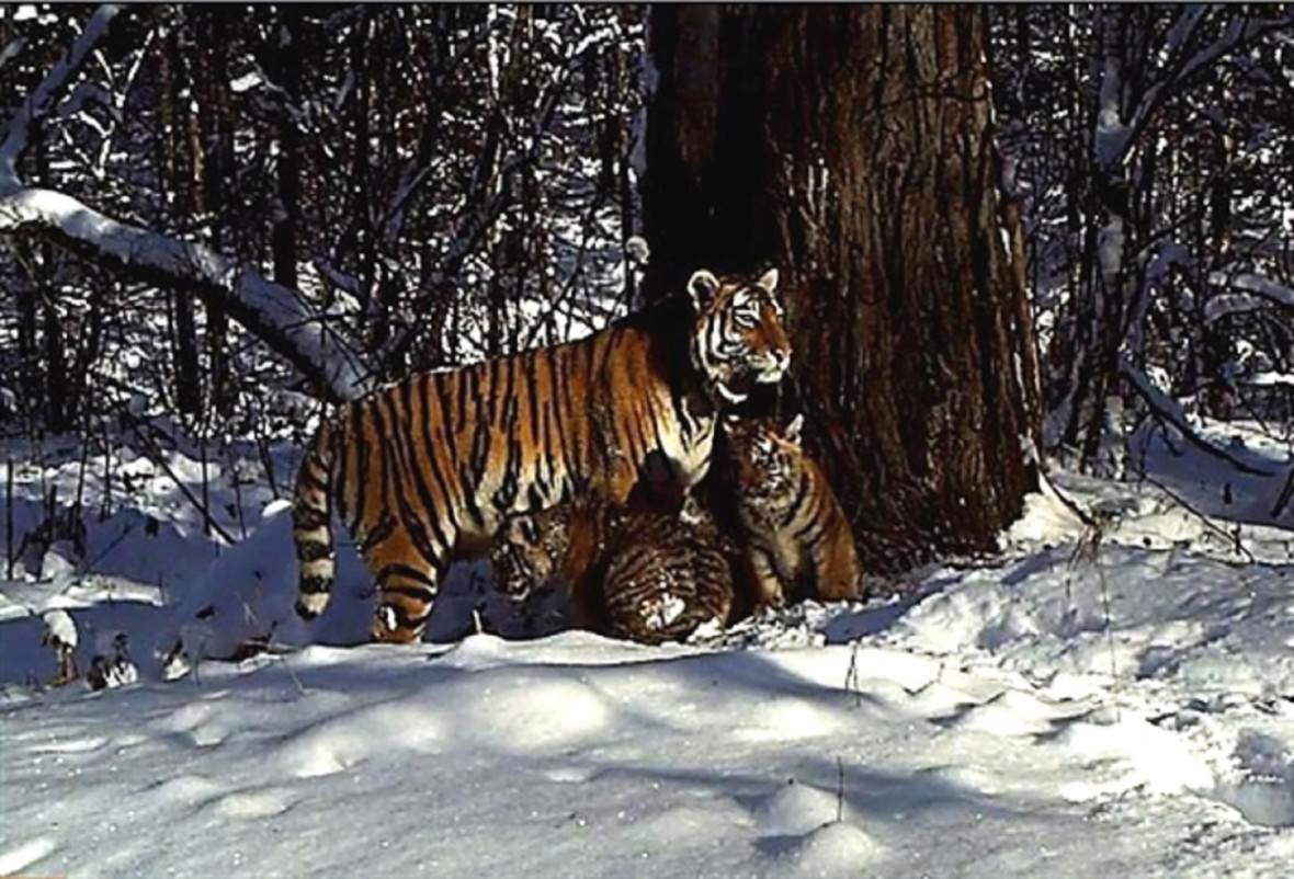 cinderella tiger cinderella tiger