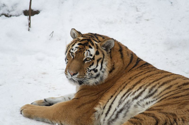 A Siberian tiger