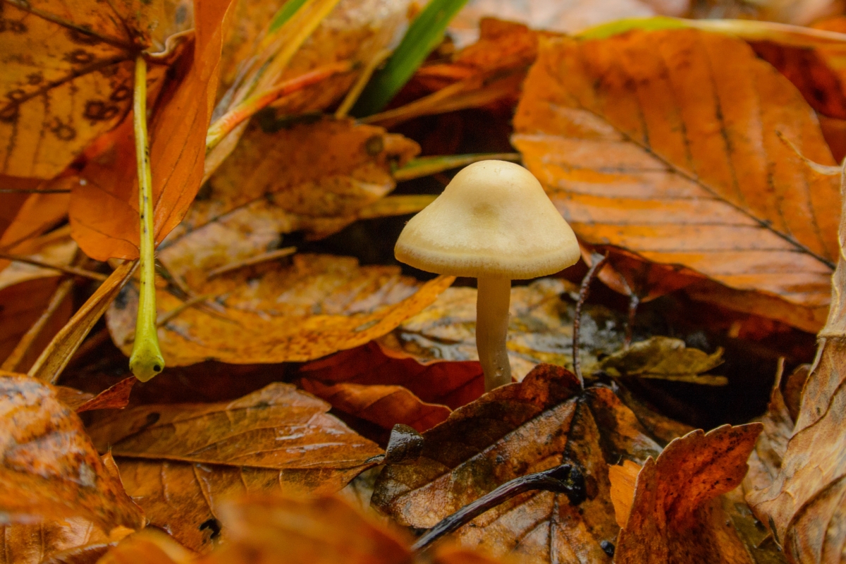 EXCLUSIVE: Could magic mushrooms treat depression? BBC