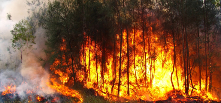 Bushfire