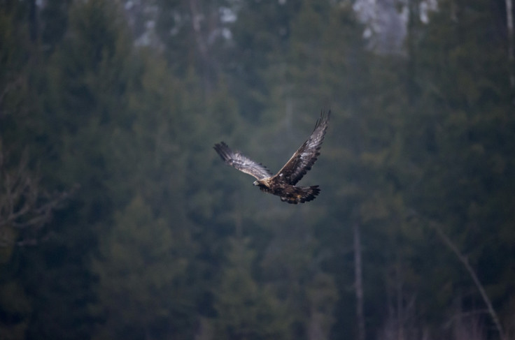 golden eagle