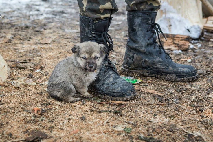 Crimea