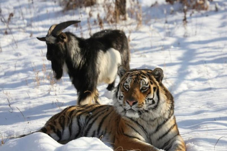 Amur tiger with Timur the goat