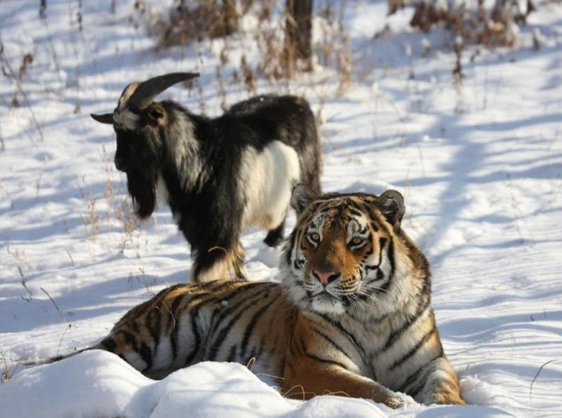 Amur tiger with Timur the goat