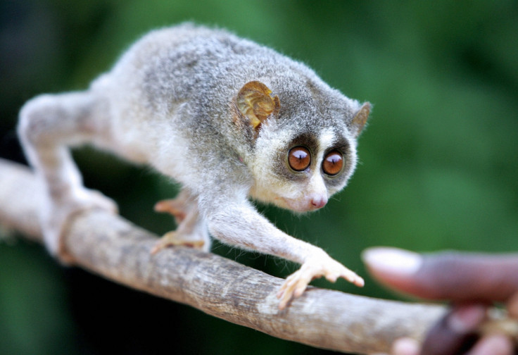 Slender loris