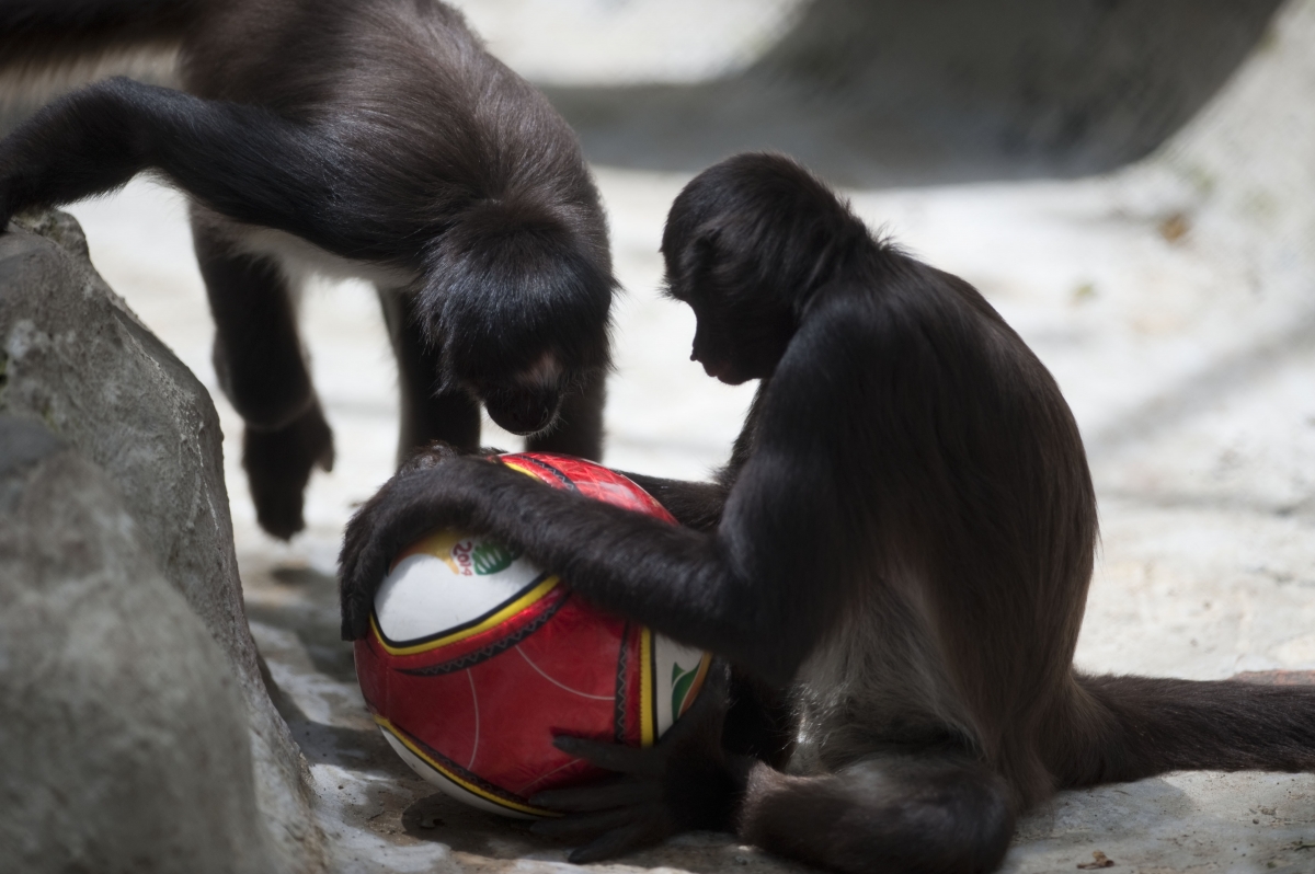 World Monkey Day: Five endangered primate species under threat