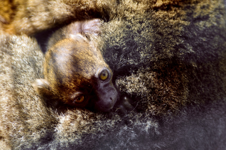 Greater bamboo lemur