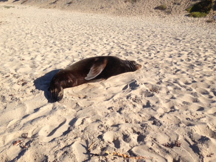 Stranded sea lion