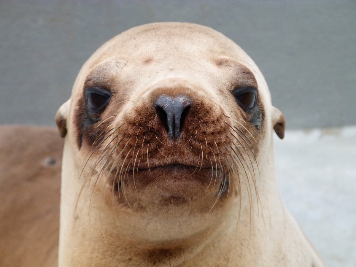 Toxin causes record numbers of sea lions to become stranded on beaches