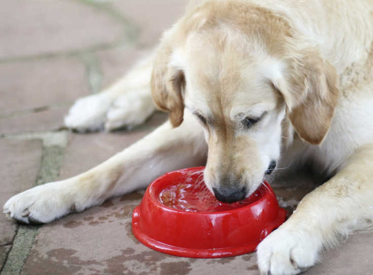 dog drinking