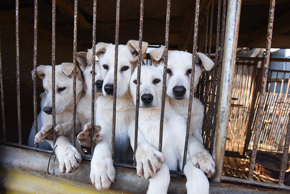 Dogs rescued from South Korea dog meat farm and put up for adoption in US