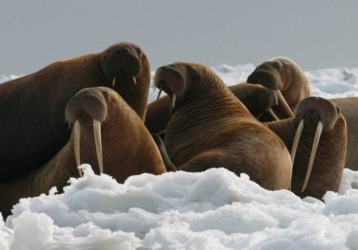 Walruses