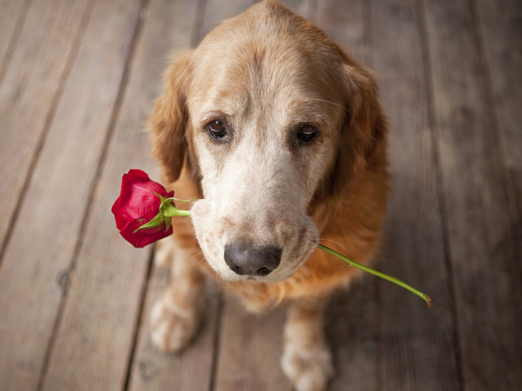 DNA study discovers that dog has been man's best friend for 33,000 years