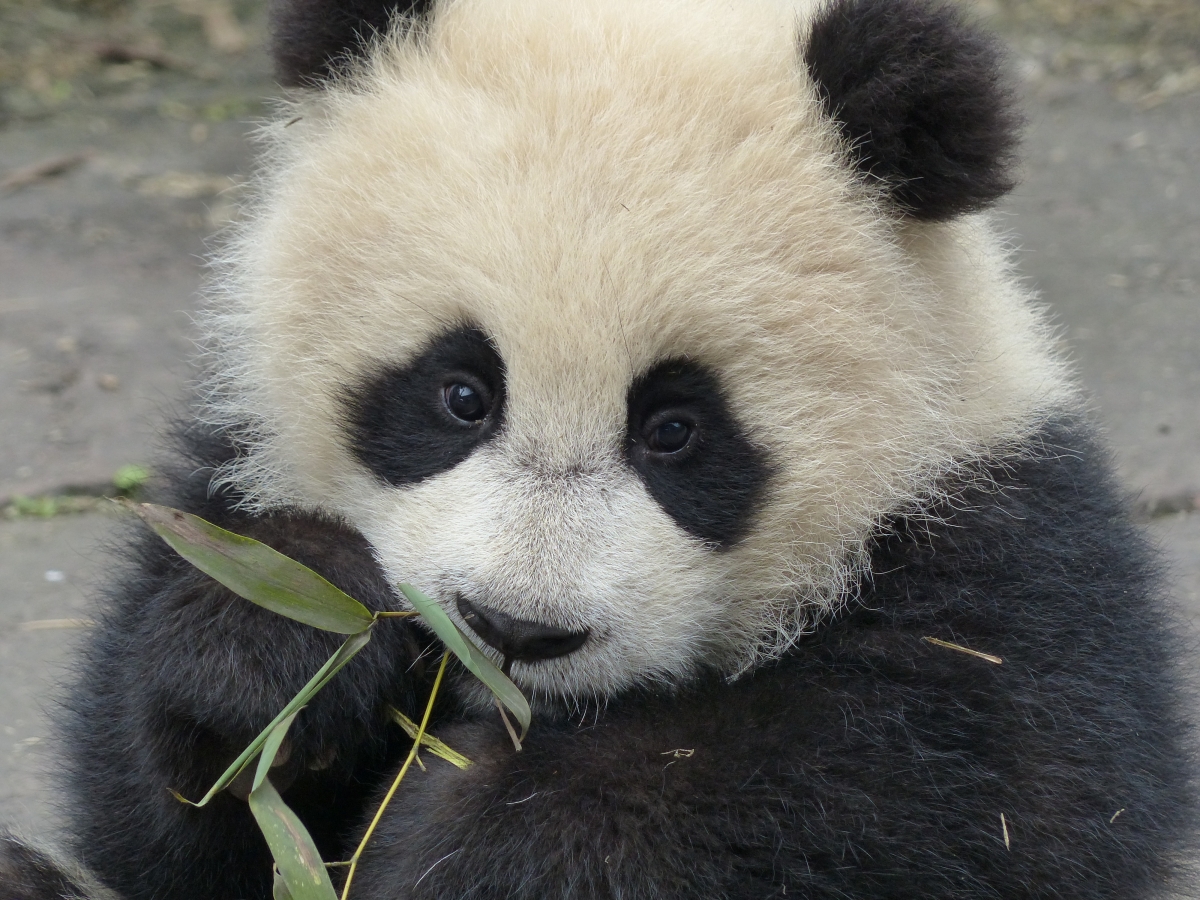 Pinder? Endangered giant pandas prefer breeding with mates they fancy