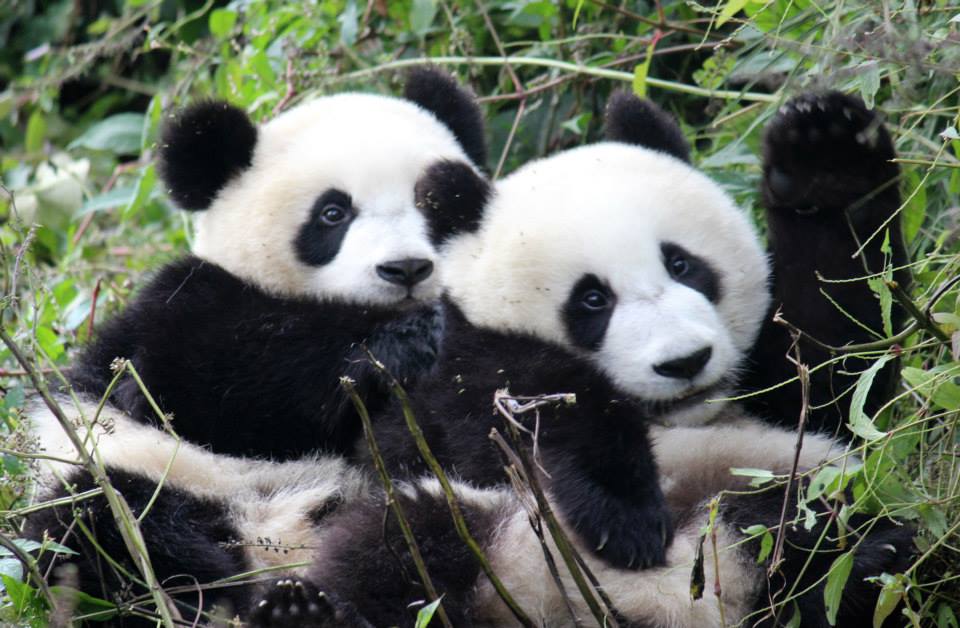 Giant panda cubs