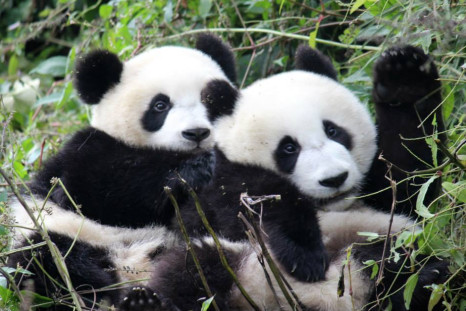 Giant panda cubs