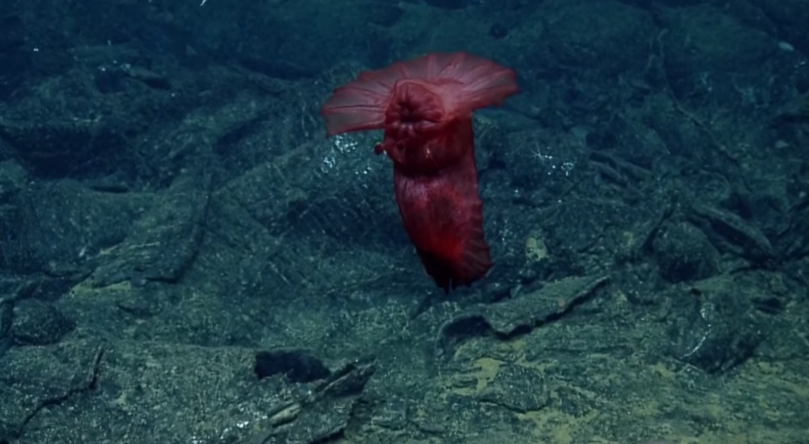 Pink mysterious species Pink mysterious species
