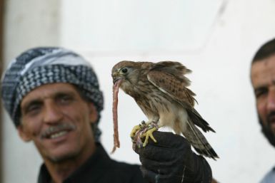 Falconry in Iraq