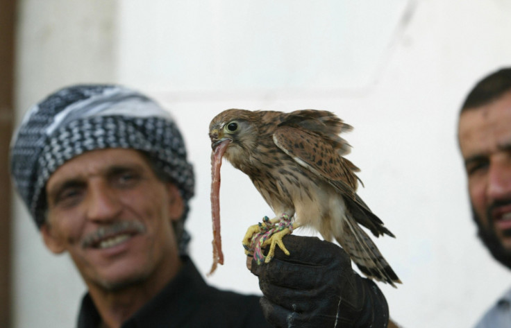 Falconry in Iraq