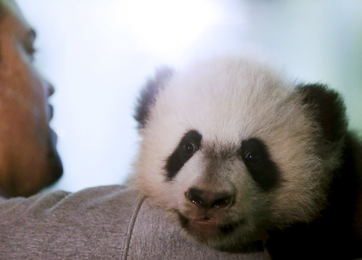 New giant panda cub Bei Bei makes media debut | IBTimes UK