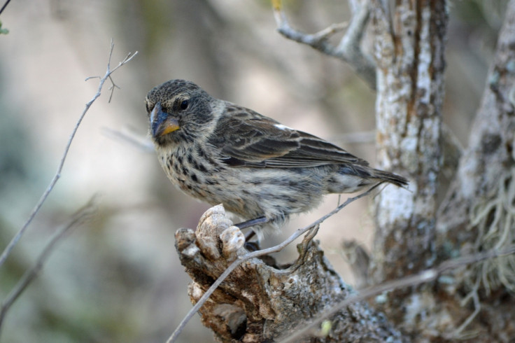 Female medium ground finch