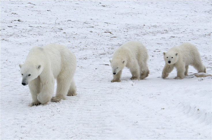 Polar Bears