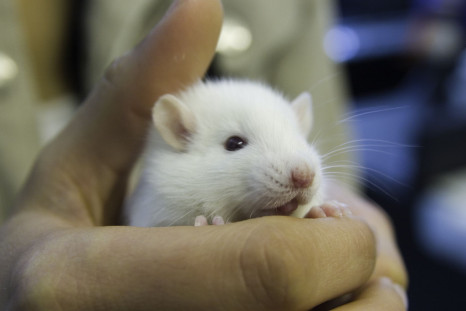 Rat brains analysed