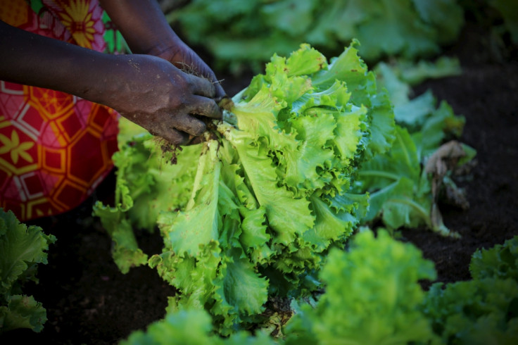 Lettuce yum