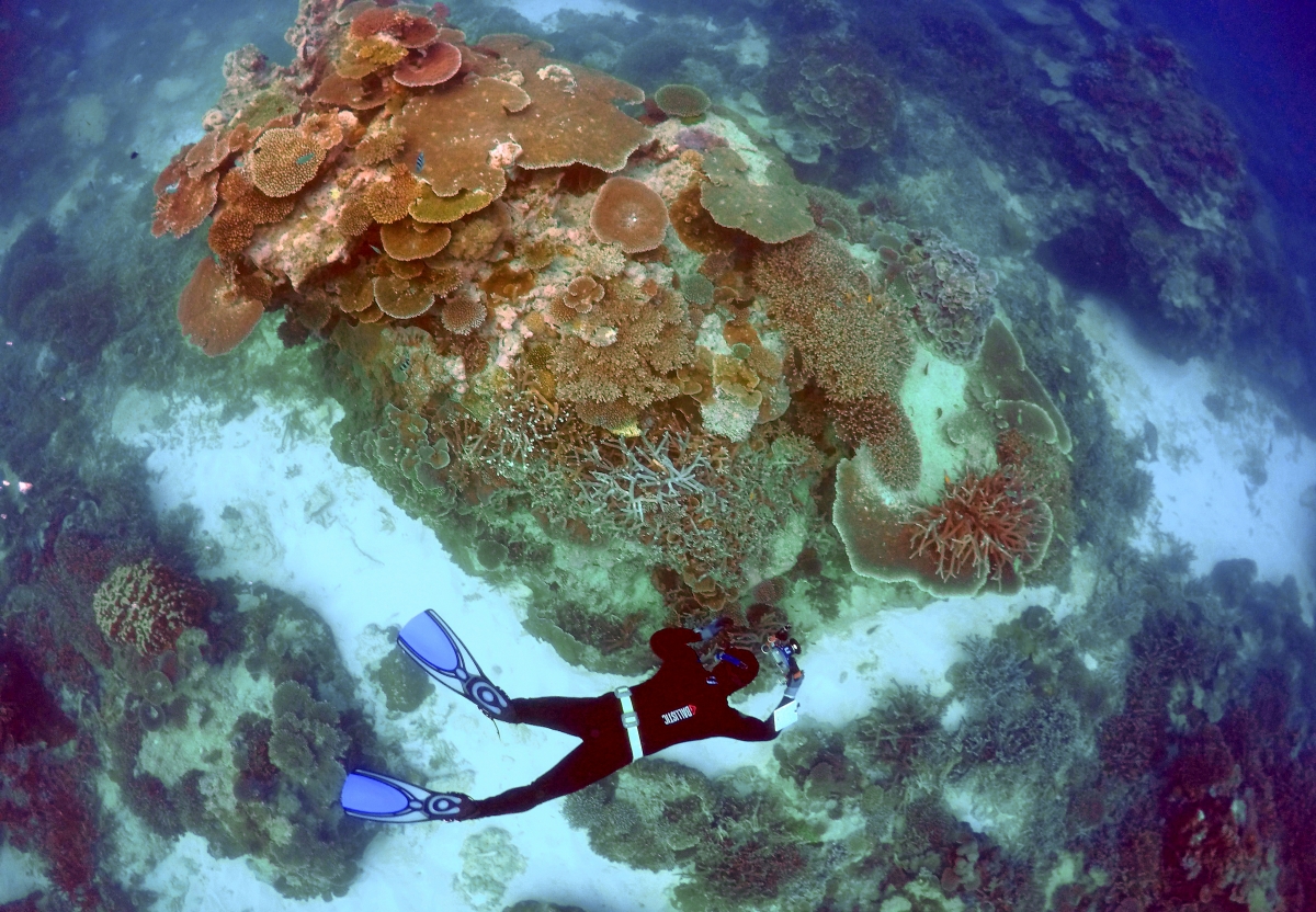 Damaging mass 'coral bleaching' will turn Great Barrier Reef animals white in early 2016