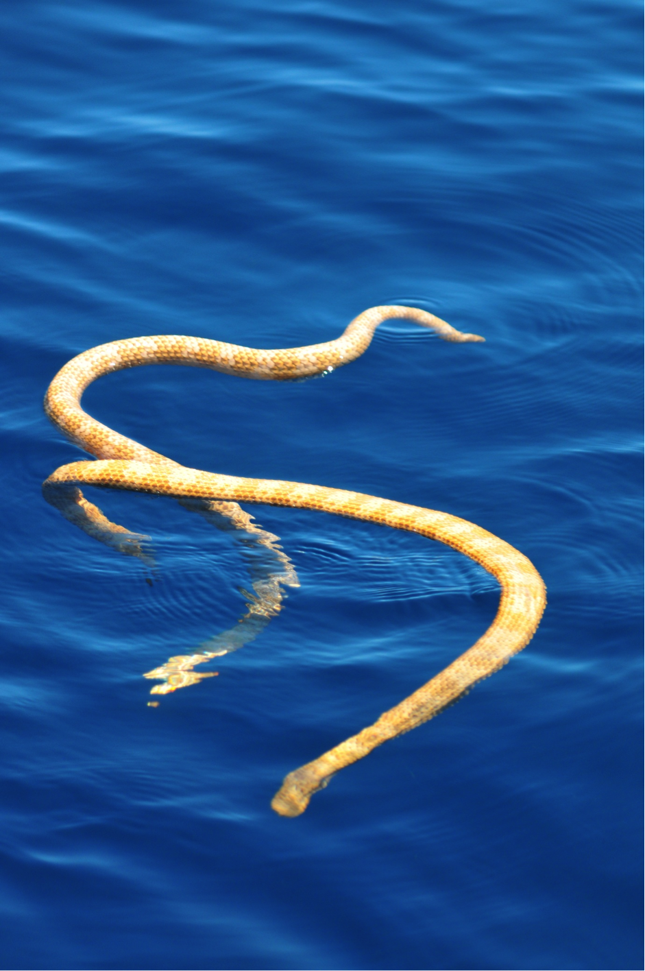 Australian short-nosed and leaf-scaled sea snakes, believed to be