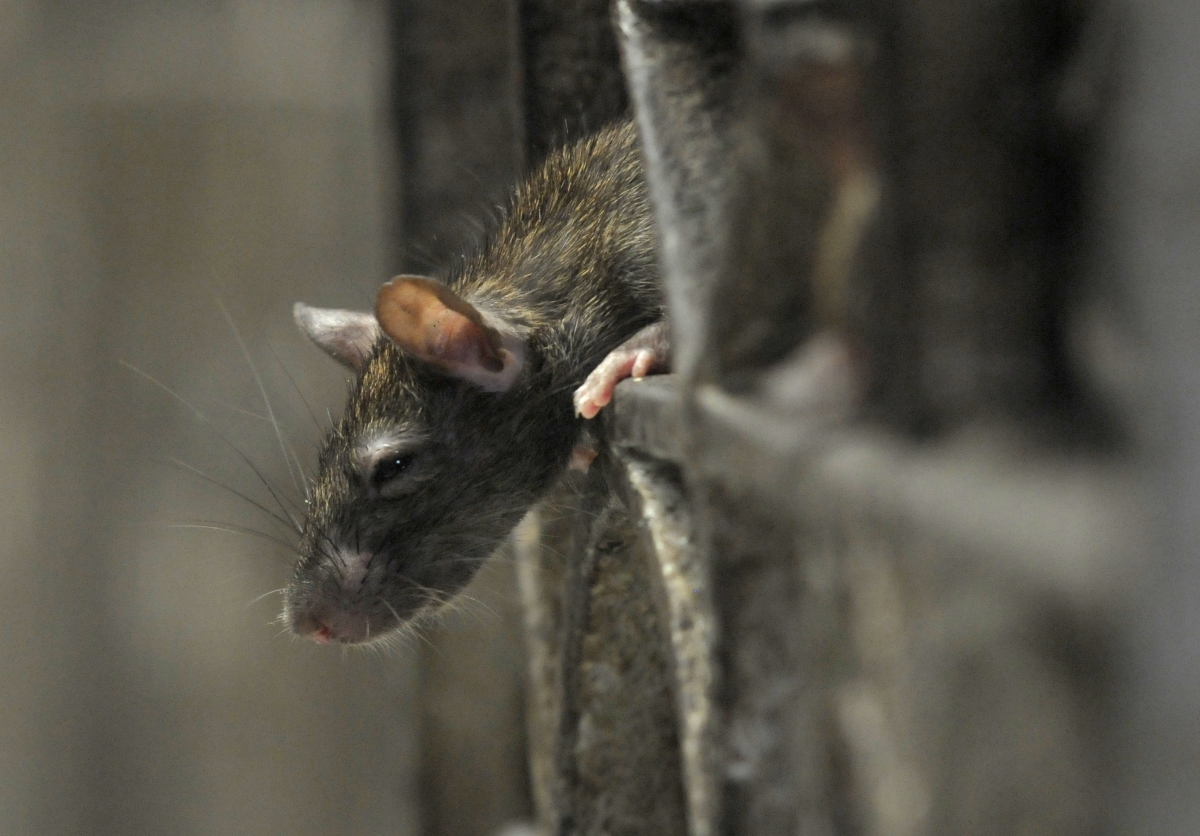 London man beats 'crazed' rat to death after it mauls his son